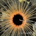 anemone_tr_si_h_0111_kom0471.jpg